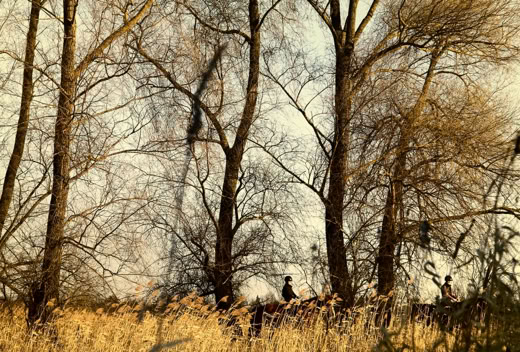Tall trees with bare branches and dry grass in the foreground and two persons on horseback