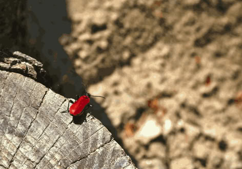 A small red beetle on a weathered tree stump with a blurred sandy background.