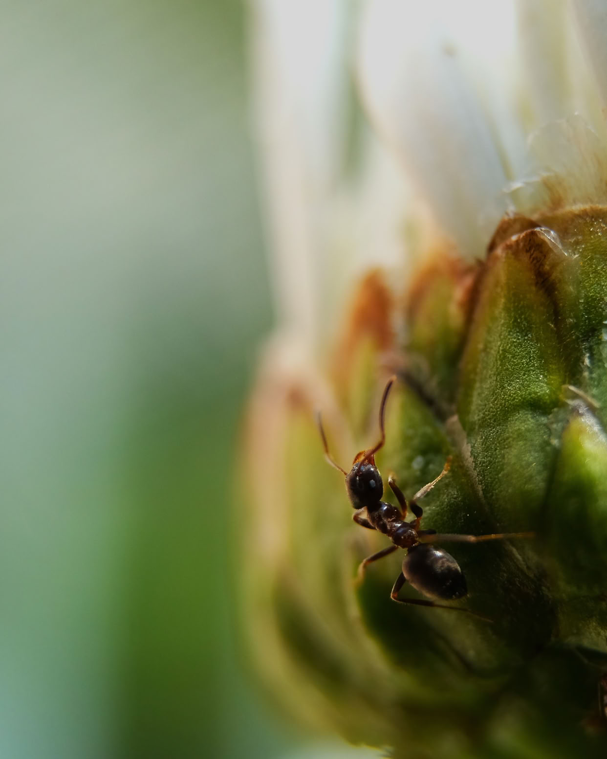 Close-up of an ant on a green and white flower bud.