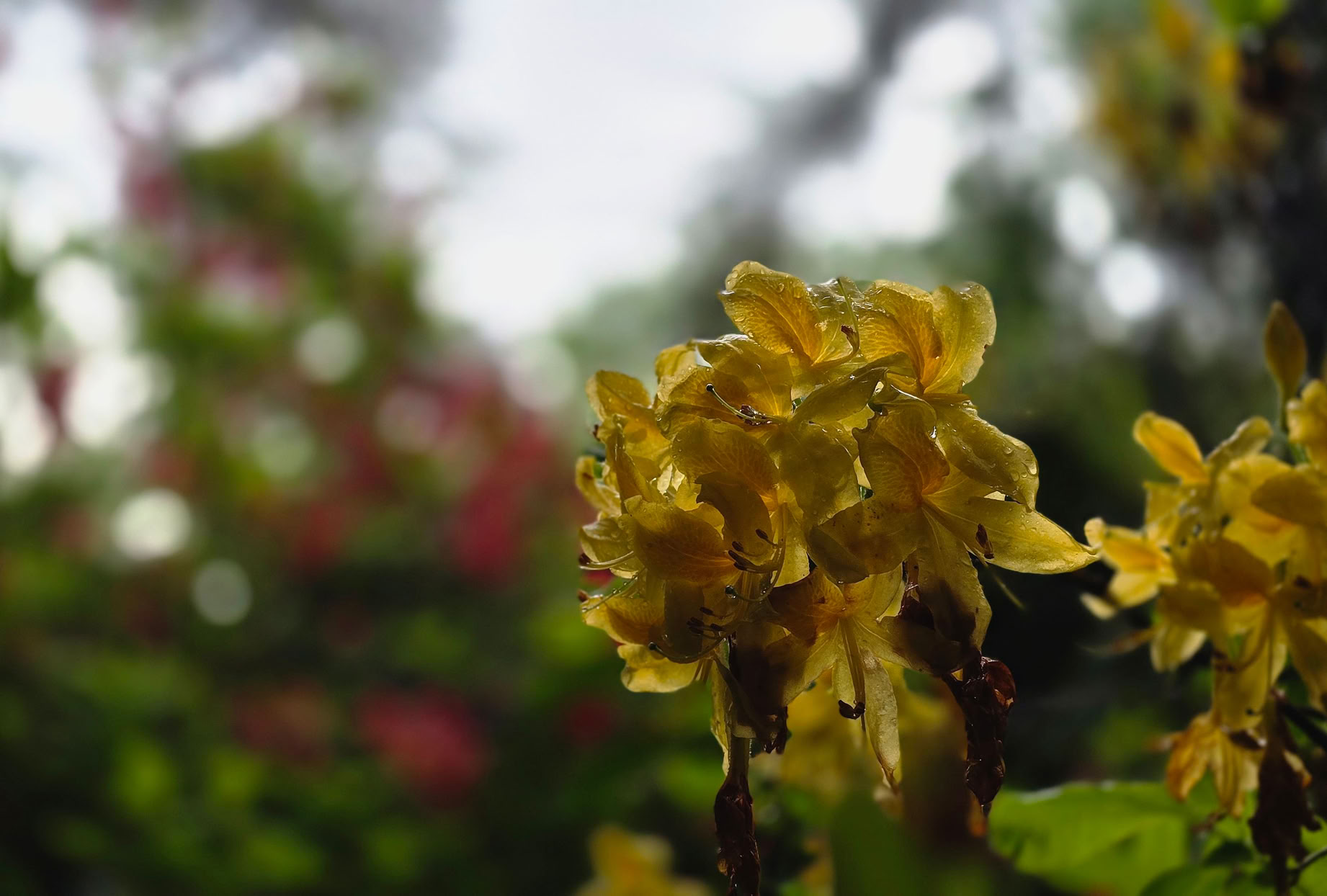 Yellow flowers in focus with a blurred background of greenery and hints of red.