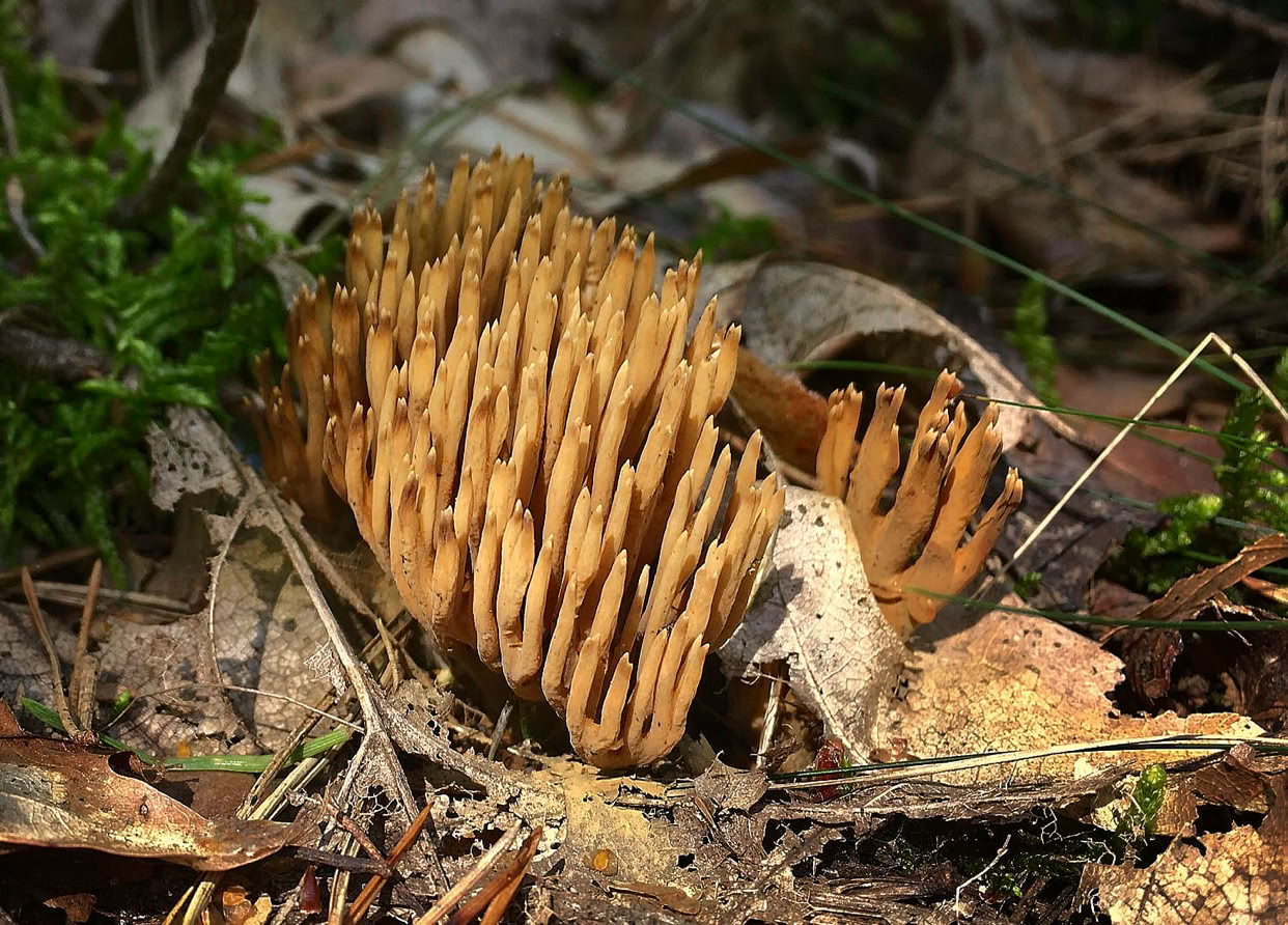 A cluster of brown coral-like mushrooms growing on the forest floor among leaves and moss.