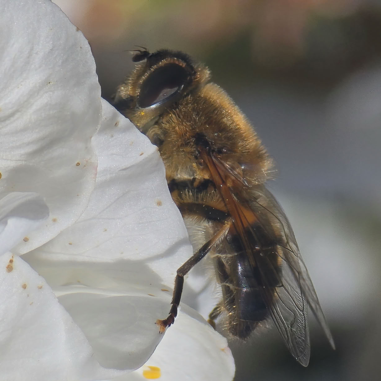 A bee on a white flower petal.