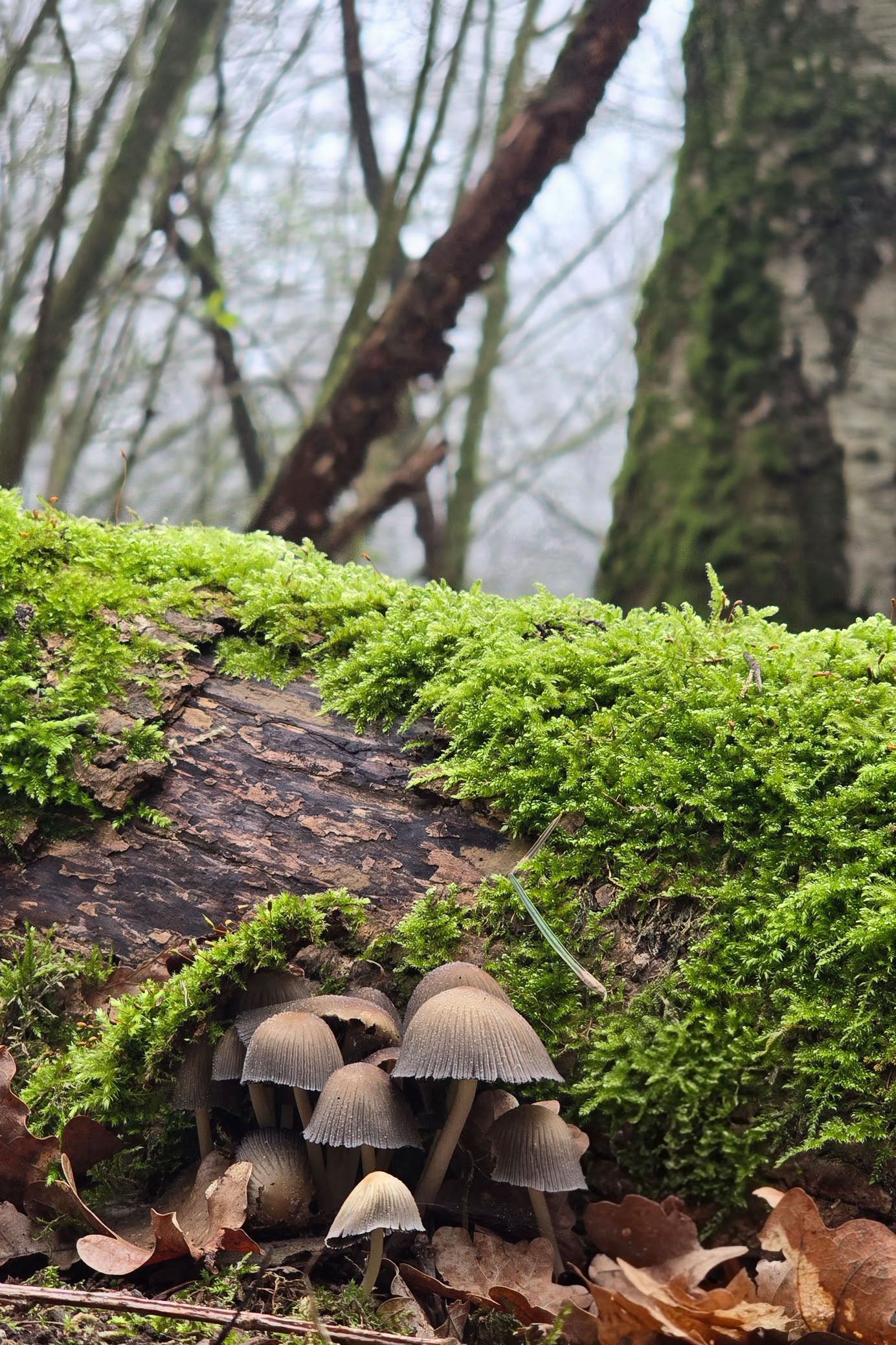 Mushrooms growing at the base of a moss-covered log in a forest setting.
