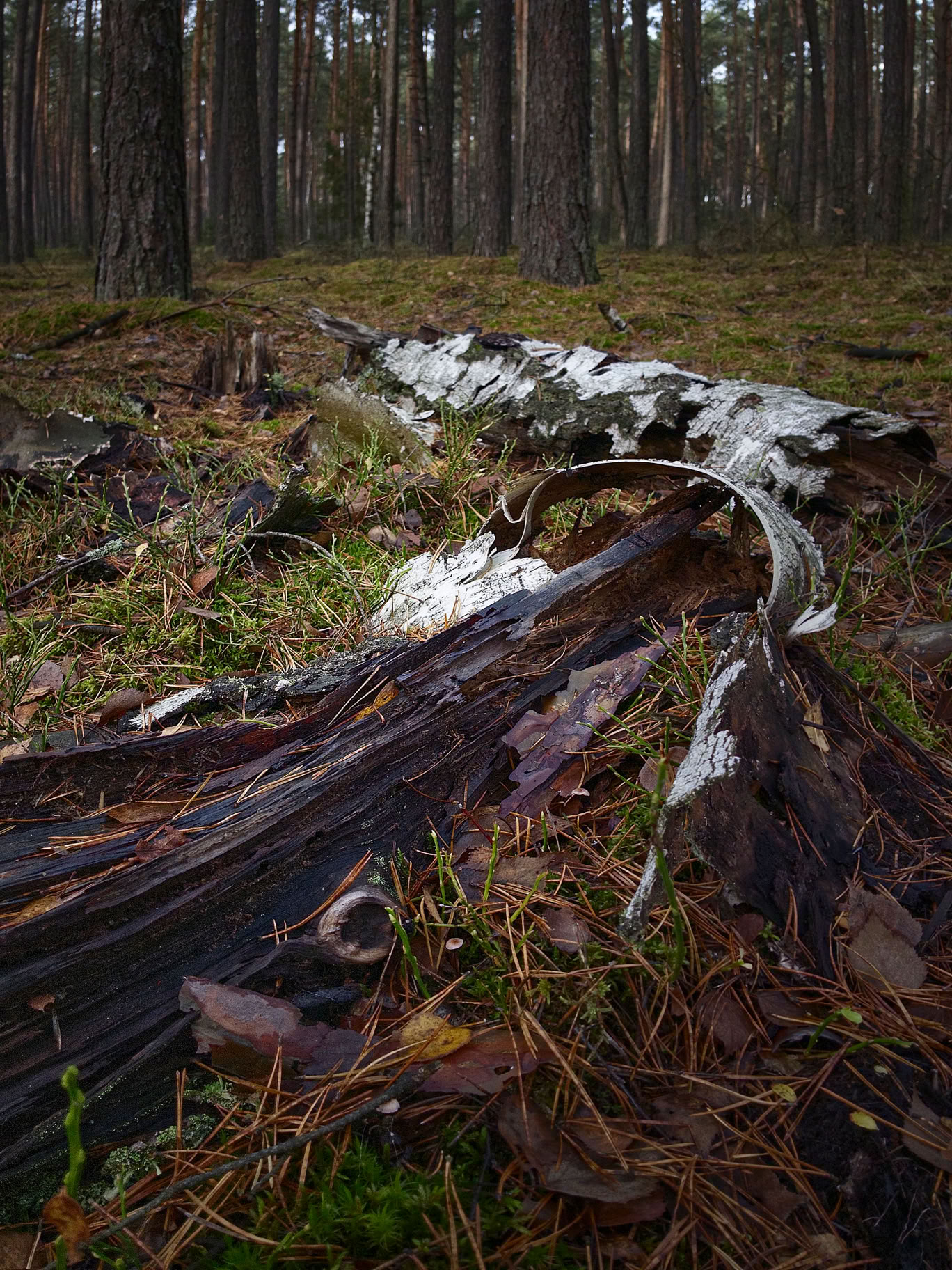 A fallen tree trunk with peeling bark lies on the forest floor, surrounded by grass and pine trees.