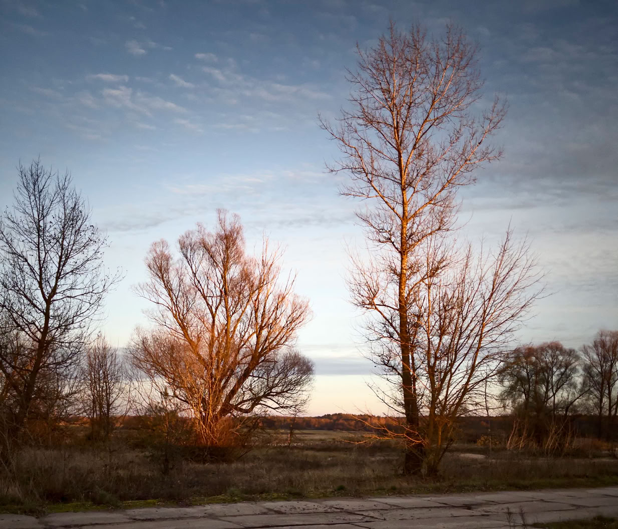 Trees with bare branches in a field under a partly cloudy sky at sunset.