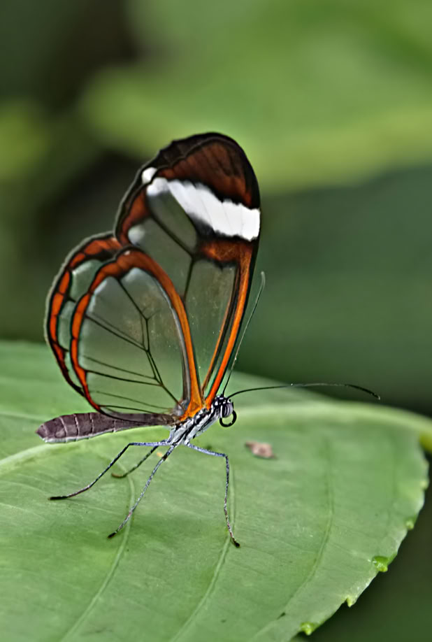 A Glasswing butterfly with transparent wings and brown edges perched on a green leaf.