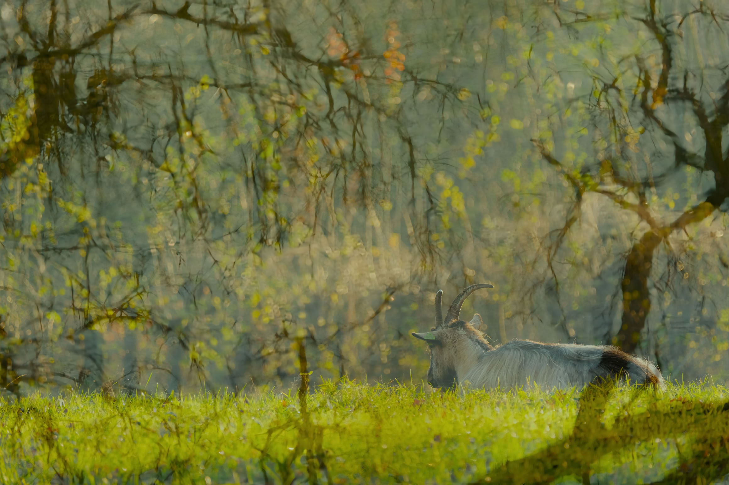 A deer standing in a grassy field surrounded by trees with twisted branches.