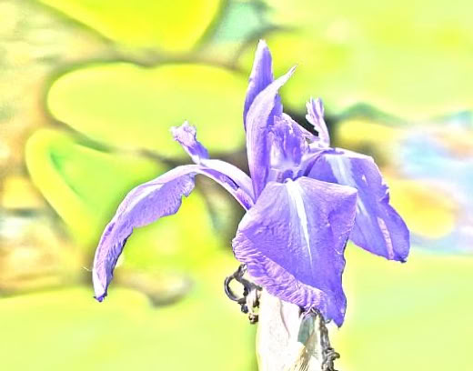 A close-up of a purple iris flower with green leaves in the blurred background. Graphic variant.