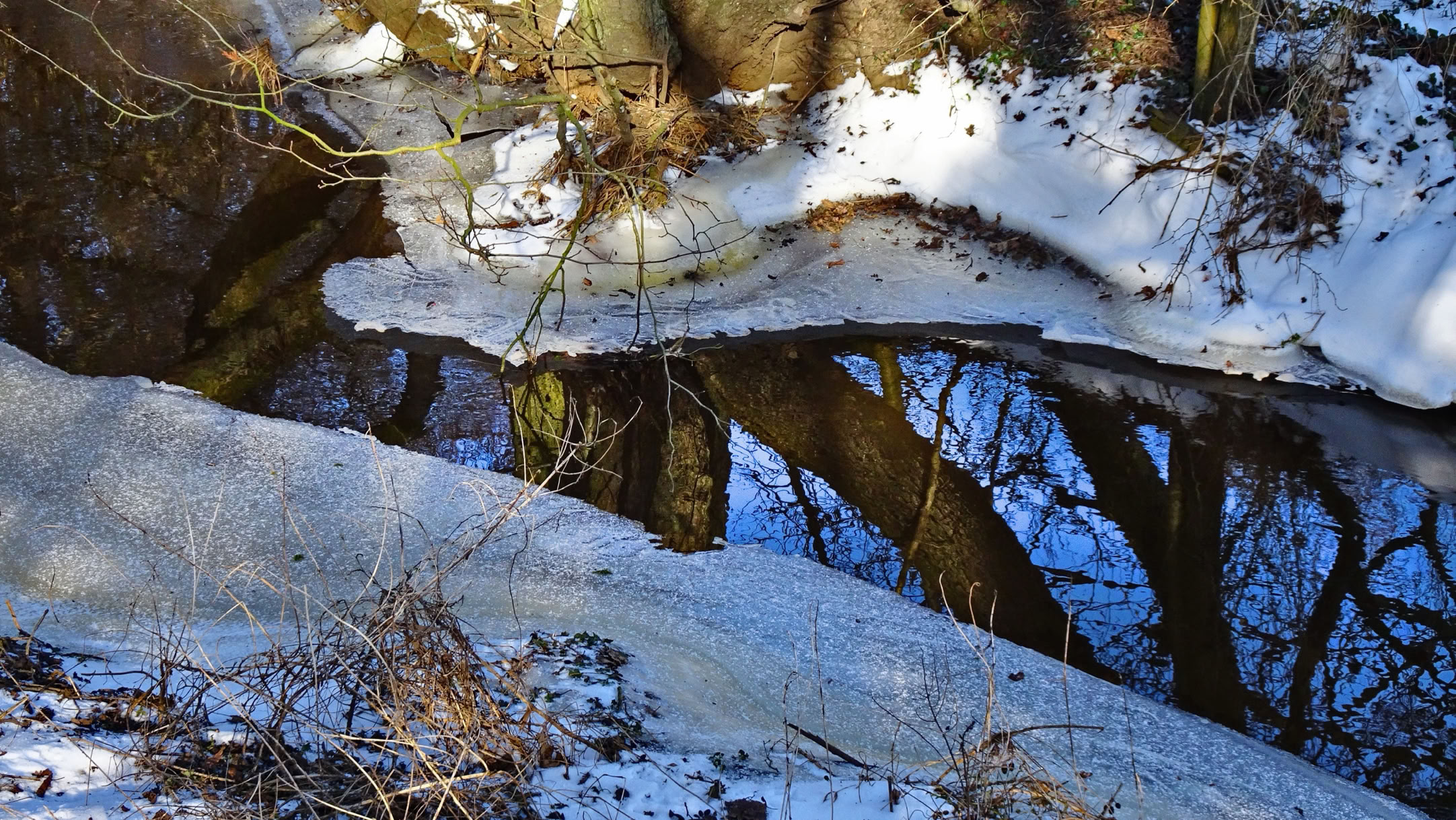 Snow-covered branches and ground with a reflection of trees in a body of water.