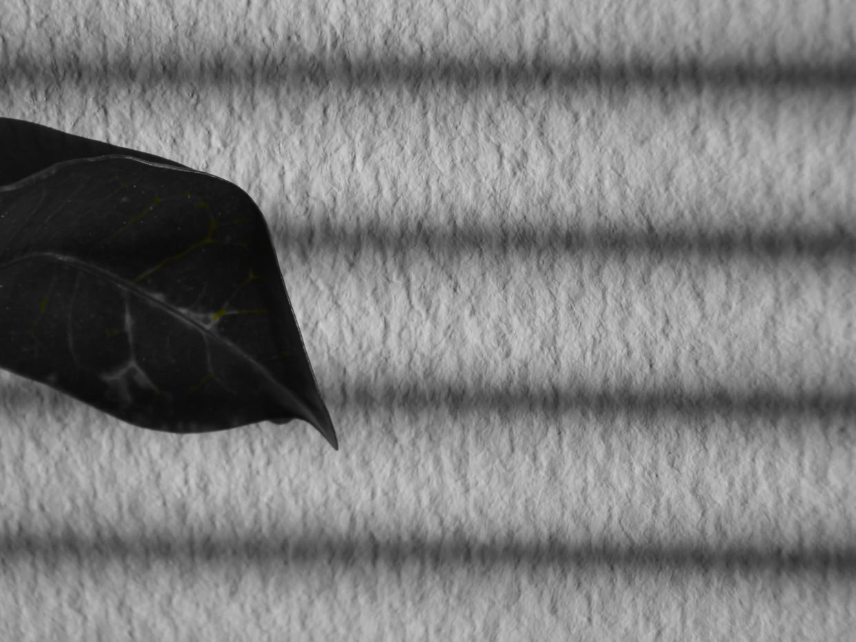 A dark leaf against a textured background with horizontal shadow lines.