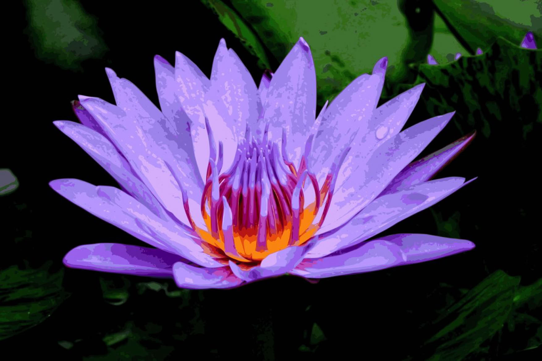 Purple water lily with orange center against a dark green background.